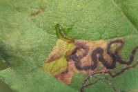 Stigmella desperatella