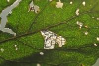 Stigmella salicis