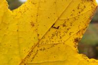 Bucculatrix thoracella