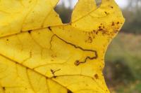 Stigmella aceris