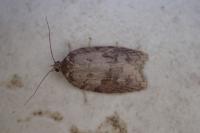 Acleris sparsana