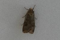 Noctua pronuba