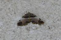 Anticlea derivata