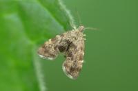 Anthophila fabriciana