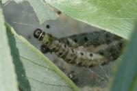 Yponomeuta rorrella