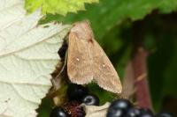 Mythimna albipuncta