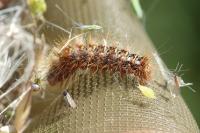Acronicta rumicis