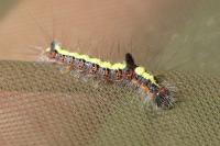Acronicta psi