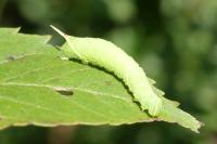 Laothoe populi
