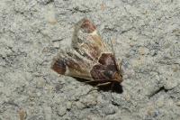 Pyralis farinalis
