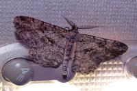 Peribatodes rhomboidaria rhomboidaria