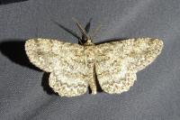Hypomecis punctinalis