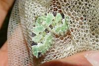 Colostygia pectinataria