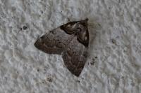 Nola cucullatella