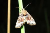 Oligia strigilis/versicolor/latruncula