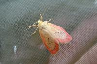 Miltochrista miniata