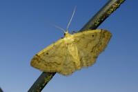 Idaea biselata