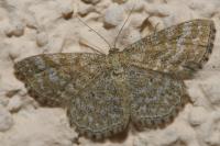 Scopula immorata