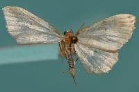 Endotricha flammealis