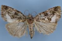 Deltote pygarga