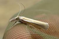 Agriphila tristella