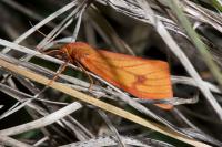 Diacrisia sannio