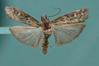 Dioryctria simplicella