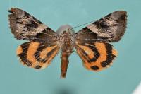 Catocala fulminea