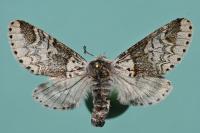 Furcula bifida