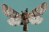 Furcula bifida