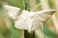 Scopula immutata