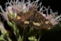 Pyrausta aurata