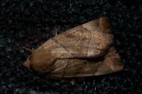 Cosmia trapezina