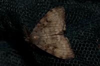 Lymantria dispar