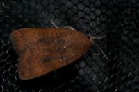 Noctua interjecta