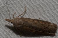 Lamoria zelleri