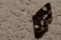 Tyta luctuosa