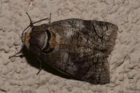 Cossus cossus