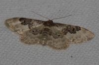 Idaea rusticata