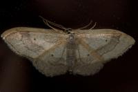 Idaea aversata