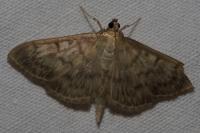 Patania ruralis