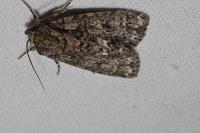 Acronicta rumicis