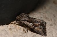 Chloantha hyperici