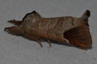 Clostera curtula