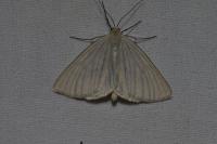 Siona lineata