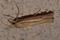 Agriphila selasella
