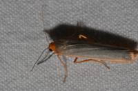 Manulea complana