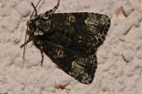 Craniophora ligustri