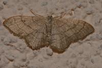 Idaea aversata