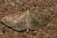 Patania ruralis